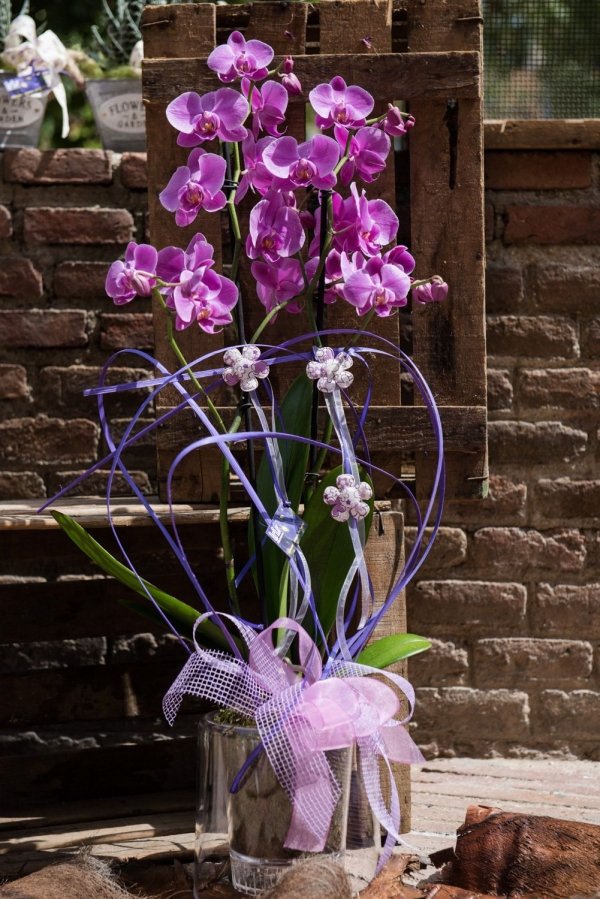 Orquídia Phalanopsis - Imagen 2
