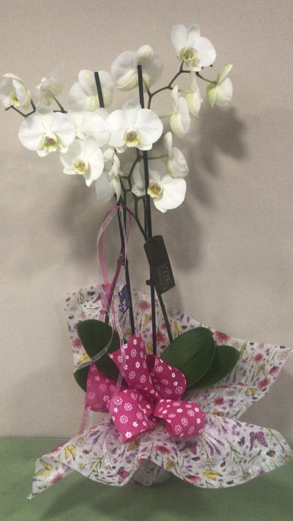 Orquídia Phalanopsis - Imagen 4