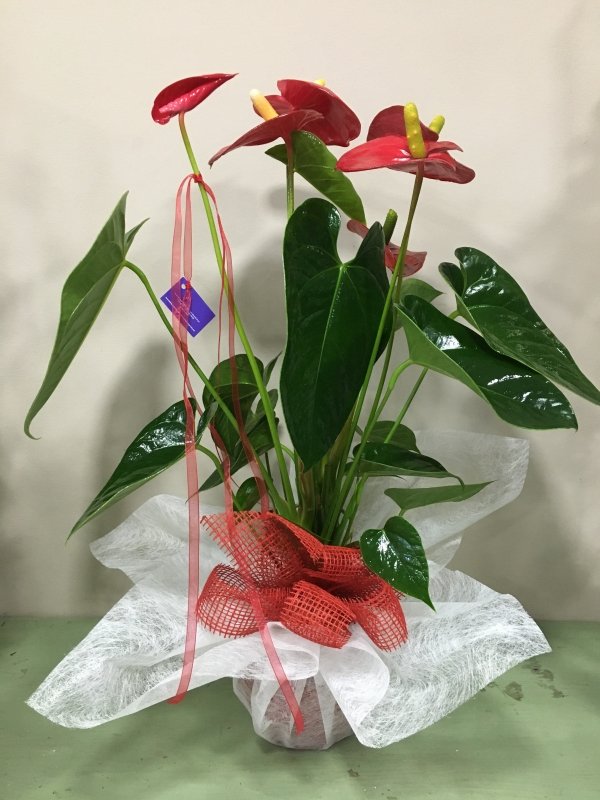 Planta anthurium