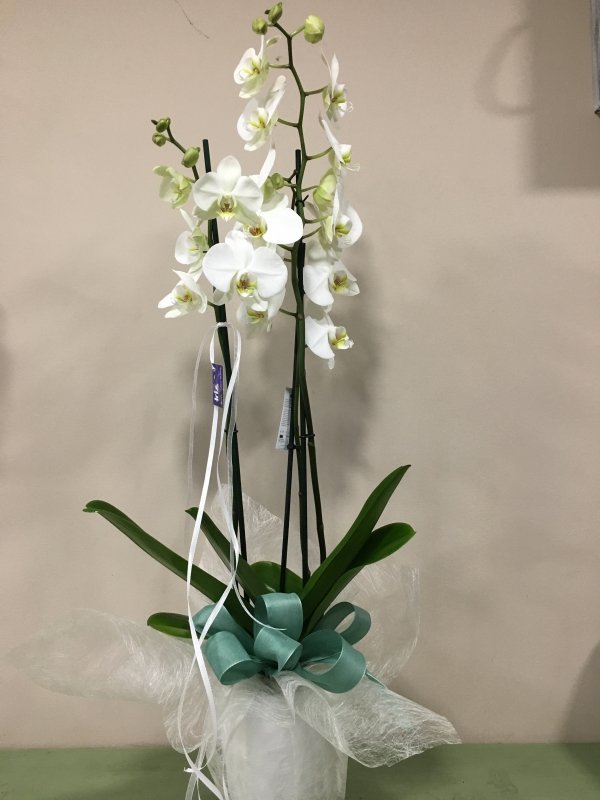 Orquídia Phalanopsis