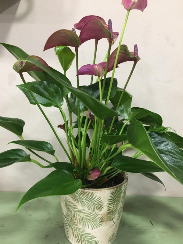 Planta anthurium - Imagen 2