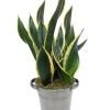 Sansevieria amb test
