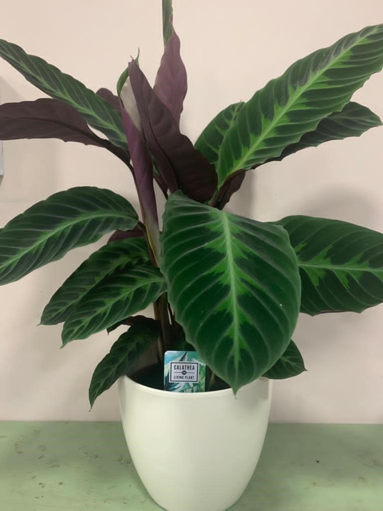 Calathea Warscewiczii - Floristeries Iris