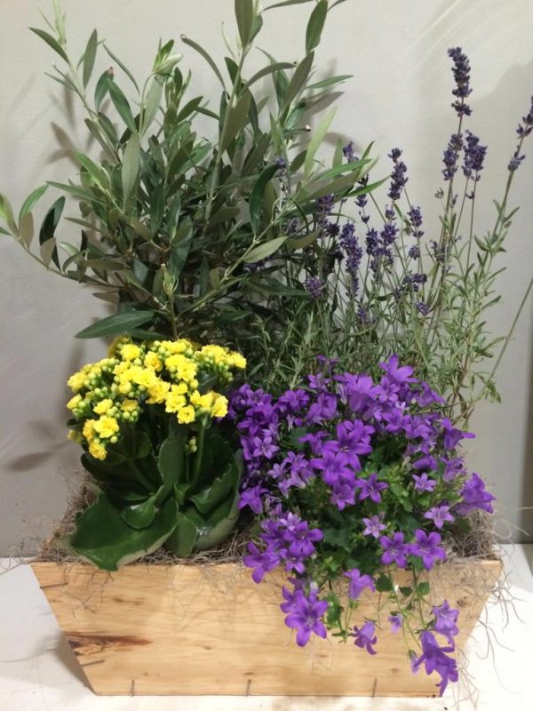 caixa de plantes d´exterior