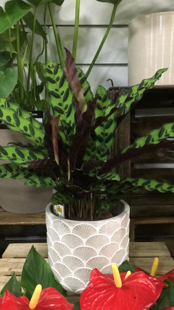 Calathea Variada - Imatge 6
