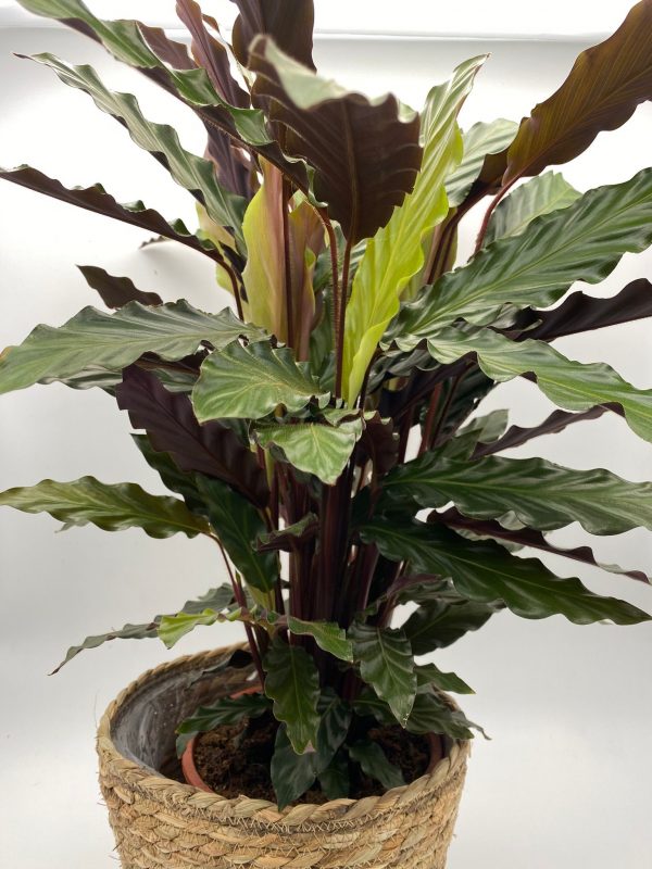 Calathea Variada - Imatge 5