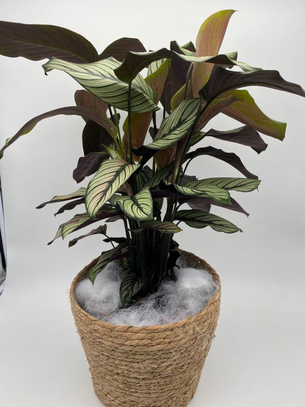 Calathea Vittata