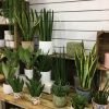 Sansevieria amb test - Imatge 4