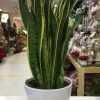 Sansevieria amb test - Imatge 2