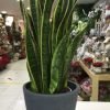 Sansevieria amb test - Imatge 3