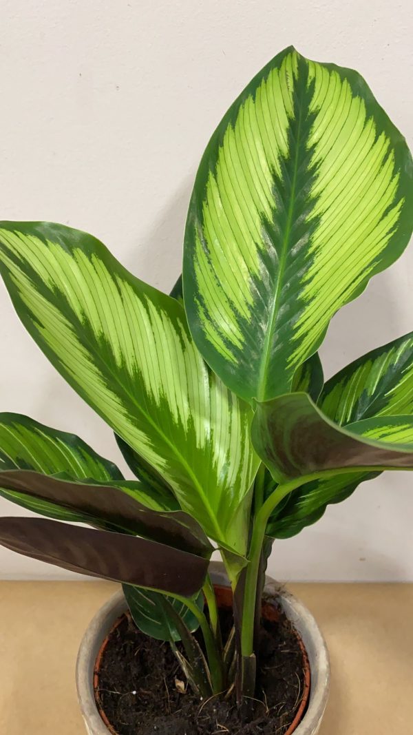 Calathea Variada - Imatge 3