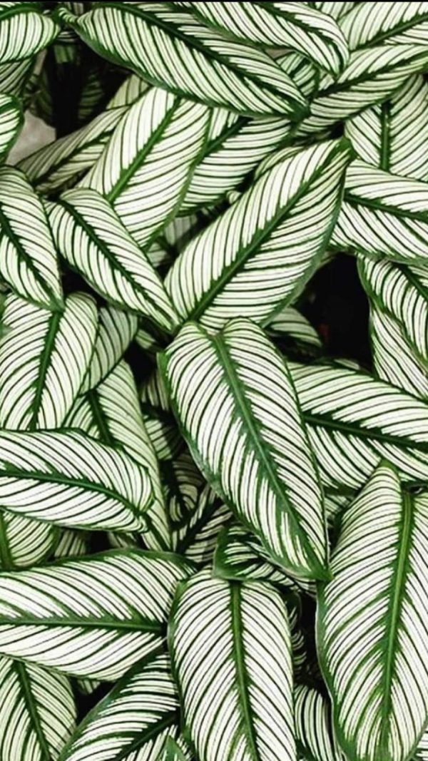 Calathea Vittata - Imagen 2