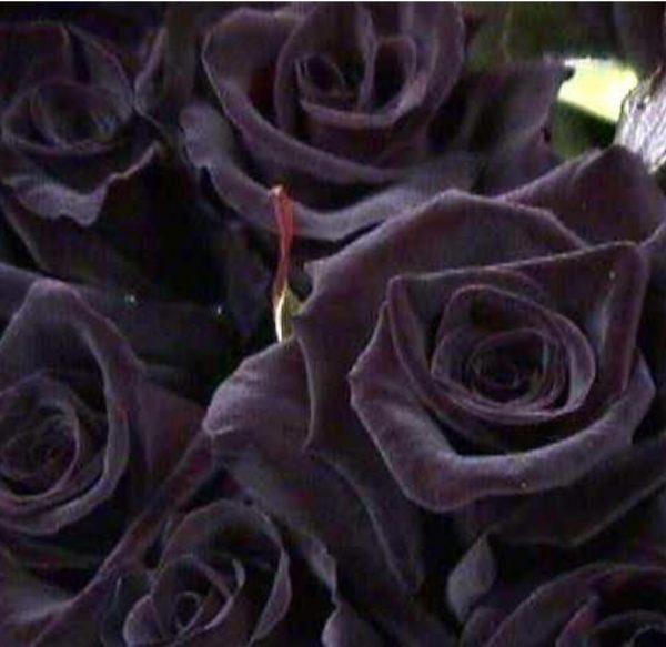 Suplement de Rosa natural tenyida blau o negre - Imatge 3