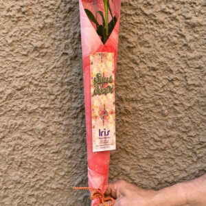 Rosa cono de celofan